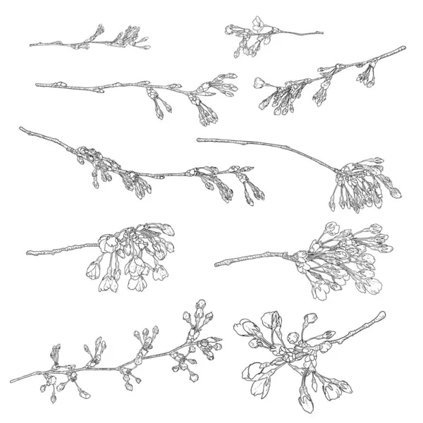 사쿠라꽃은 작품을 만발하고 손으로 가지와 가지로 삽화는 검은색으로 분리되어 꽃봉오리는 — 스톡 벡터