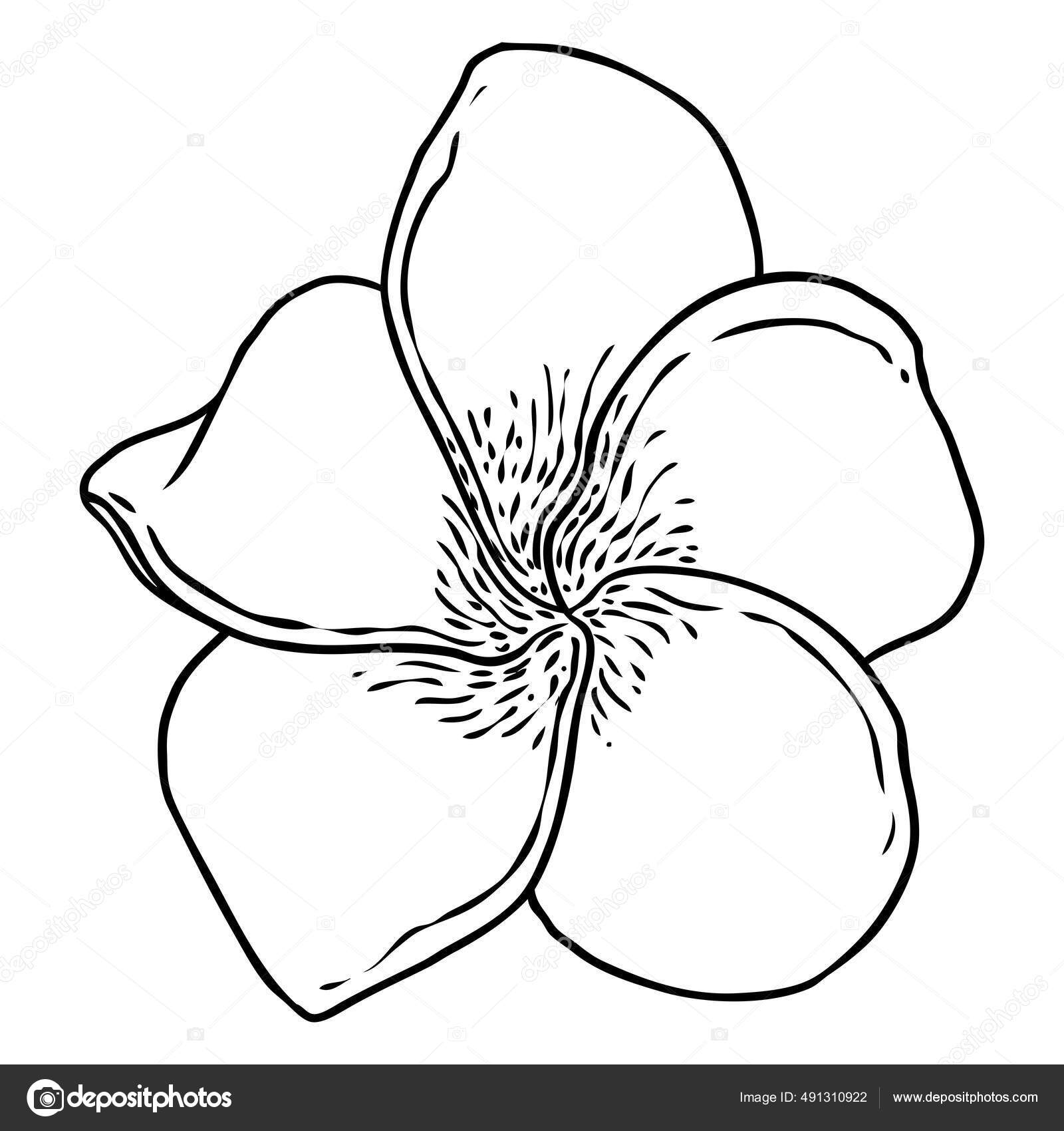 Plumeria Flower Design Tropical Flower Exotic Plant Made Real Plumeria