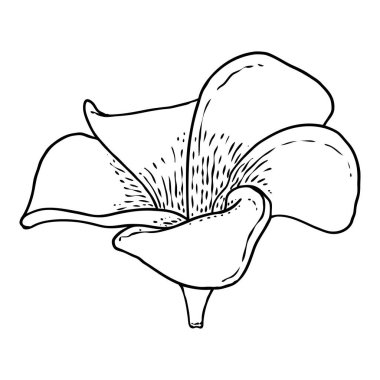 Plumeria çiçek tasarımı. Gerçek tesisattan yapılmış egzotik bitkilerden oluşan tropik bir çiçek. Hawaii frangipani çiçeği, açık yapraklı, izole. Geleneksel çiçekli hoş geldin dekorasyonu. Vektör.