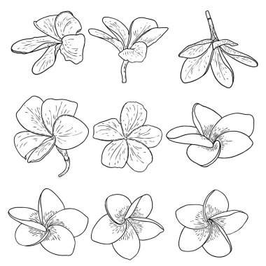 Plumeria el çizimi setiyle çiçek açar. Tropiklerden açan egzotik çiçekler. Hawaii 'den geleneksel çiçek yaprakları, Bali koleksiyonu. Açık tomurcuklar, Plumeria taç yaprakları çizim sanatı. Vektör.