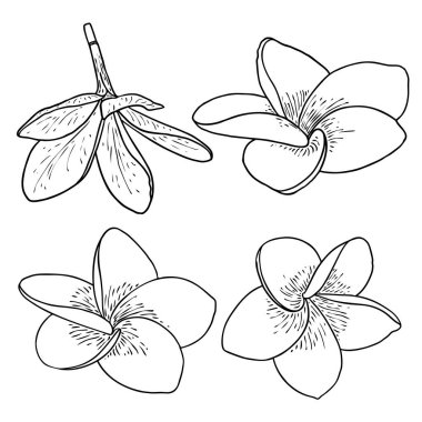 Plumeria seti. Geleneksel Hawaii tropikal kolyesi ya da boyun çelengi çiçek tasarım elementleri. Hoş geldin davetiye dekorasyonu. Gerçek Plumeria 'dan çizim sanatı, koleksiyon. Vektör.