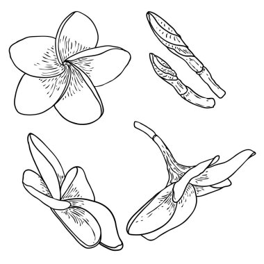 Plumeria seti. Geleneksel Hawaii tropikal kolyesi ya da boyun çelengi çiçek tasarım elementleri. Hoş geldin davetiye dekorasyonu. Gerçek Plumeria 'dan çizim sanatı, koleksiyon. Vektör.