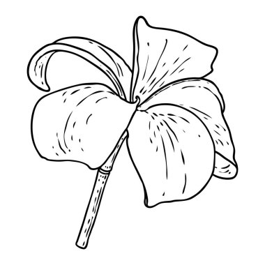 Plumeria açık tomurcuklar. Geleneksel Hawaii tropikal kolyesi ya da boyun çelengi çiçek tasarımı elementi. Hoş geldin davetiye dekorasyonu. Gerçek Plumeria 'dan çizim sanatı. Vektör.