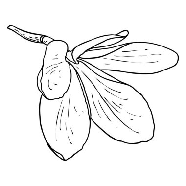 Plumeria açık tomurcuklar. Geleneksel Hawaii tropikal kolyesi ya da boyun çelengi çiçek tasarımı elementi. Hoş geldin davetiye dekorasyonu. Gerçek Plumeria 'dan çizim sanatı. Vektör.