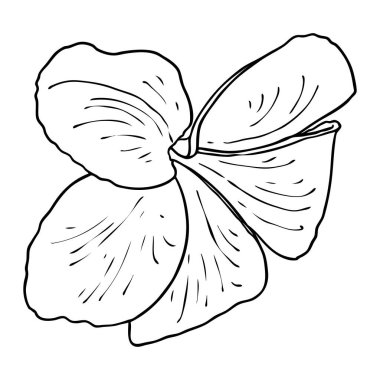 Plumeria açık tomurcuklar. Geleneksel Hawaii tropikal kolyesi ya da boyun çelengi çiçek tasarımı elementi. Hoş geldin davetiye dekorasyonu. Gerçek Plumeria 'dan çizim sanatı. Vektör.