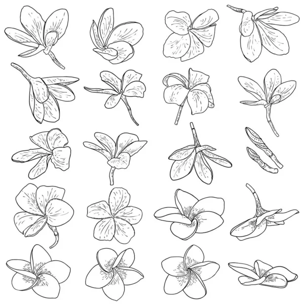 Plumeria Blooms Hand Drawn Set Exotic Flowers Blooming Tropics Set — Stock Vector