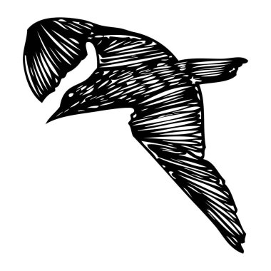 Siyah martı, deniz martı kuşu elle çizilmiş. Çizim yapıyorum. Denizci için ilham verici vücut dövmesi mürekkebi. denizcilik vektörü.