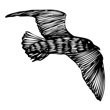 Siyah martı, deniz martı kuşu elle çizilmiş. Çizim yapıyorum. Denizci için ilham verici vücut dövmesi mürekkebi. denizcilik vektörü.