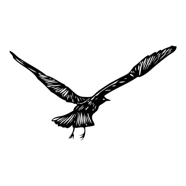 黑色海鸥 手绘划海鸥海鸥鸟 画草图 灵感的身体闪烁着纹身墨水为水手 航行媒介 — 图库矢量图片