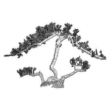 Beyaz arka planda izole edilmiş gerçekçi ağaç. Ayrıntılı çam ağacı çizimi, çam, çalı köknarı. Dalları ve dalları olan gerçek ağaçlardan yapılmış. Vektör. 