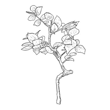 Büyük yapraklı tohumlar büyüyor. Küçük ağaç filizi. Organik tarım ve doğal ürün geliştirme kavramı. Bahçe bitkisi ve ekoloji. Genç bitki ağacının ilk aşaması. Vektör. 