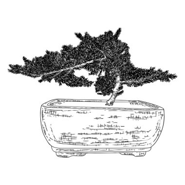 Bonsai ağacı. Beyaz arka planda el çizimi siyah beyaz bitki çizimi, izole. Minik ağaç hobisi için tepsi dikmek. Bonsai Japon ağacı kabın içinde yetişiyor. Vektör.