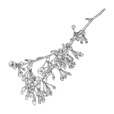 Bahçeden çiçek açan Sakura. Japonya 'nın ulusal bahar çiçekleri ve dalları. Gerçek ağaç dallarından kiraz çiçeği botanik çizimi. Siyah ve beyaz vektör.