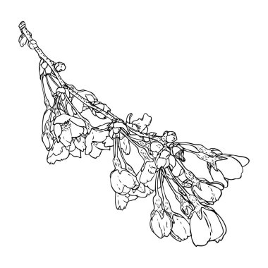 Bahçeden çiçek açan Sakura. Japonya 'nın ulusal bahar çiçekleri ve dalları. Gerçek ağaç dallarından kiraz çiçeği botanik çizimi. Siyah ve beyaz vektör.