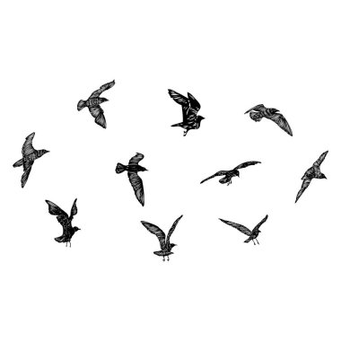 Bir grup martı kuşu, denizci dövmesi taslağı. Beyaz arka planda uçan martı siluetinin siyah vuruşu. Denizci takımı. Sürüdeki su kuşlarının farklı şekillerde çizimleri. Vektör.