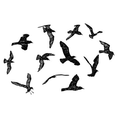 Bir grup martı kuşu, denizci dövmesi taslağı. Beyaz arka planda uçan martı siluetinin siyah vuruşu. Denizci takımı. Sürüdeki su kuşlarının farklı şekillerde çizimleri. Vektör.