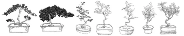 Set Bonsai Japanese Trees Grown Pots Line Art Mini Tree — Stock Vector
