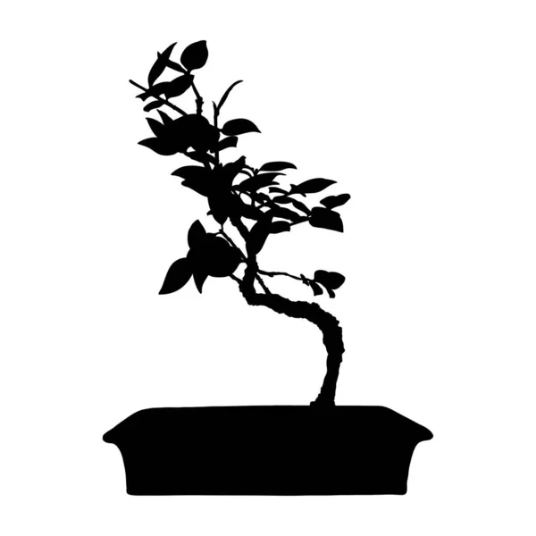 Tree Shape Bonsai Plant Tree Silhouette Hand Drawn Traditional Asian — Stock Vector