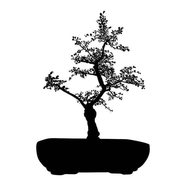 Bonsai Japanese Tree Silhouette Growing Pot Container Drawing Real Tree — Stock Vector
