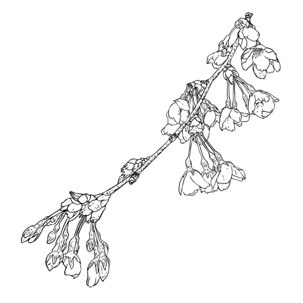 Sakura Kvist Körsbärsträd Nationella Blommor Japan Botaniska Illustration Svart Och — Stock vektor