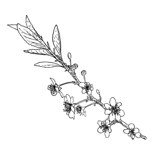 庭からさくらを開花させる 日本の春の花や小枝 本物の木の枝からの桜の植物イラスト 黒と白のベクトル — ストックベクタ