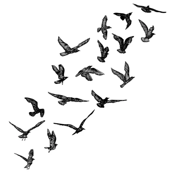 Ensemble Oiseaux Mouettes Croquis Tatouage Marin Nautique Coup Noir Silhouettes — Image vectorielle