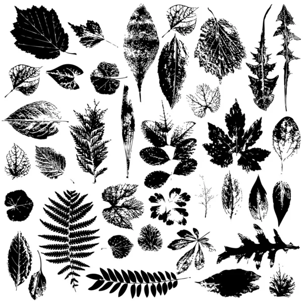 Leaf collection silhouette — 图库照片