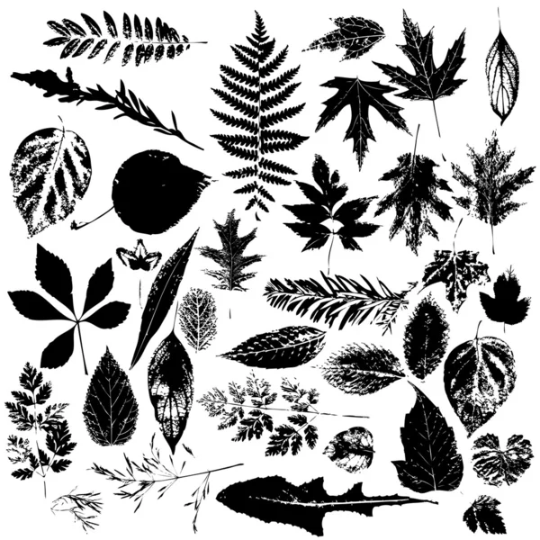 Leaf silhouettes set — Stock Vector