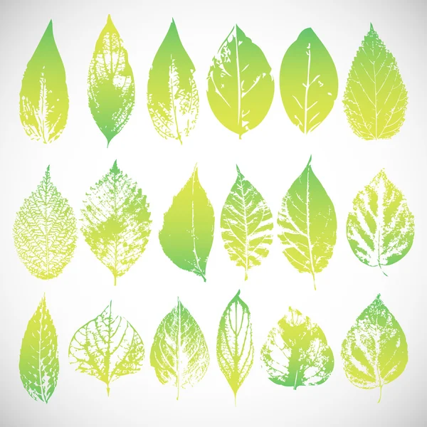 Green leaves set — Stock Vector