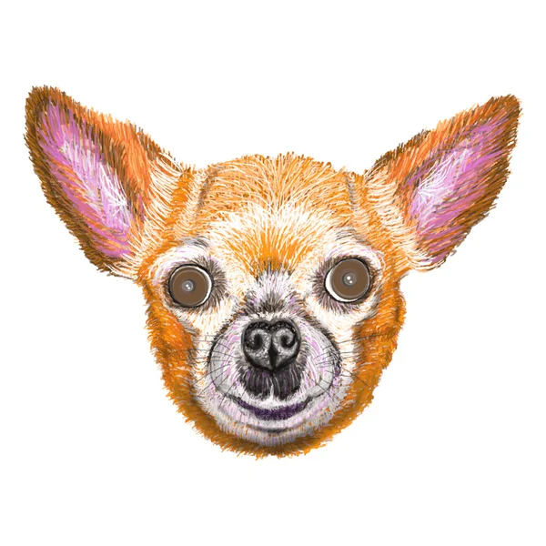 Netter Hund der Rasse Chihuahua — Stockvektor