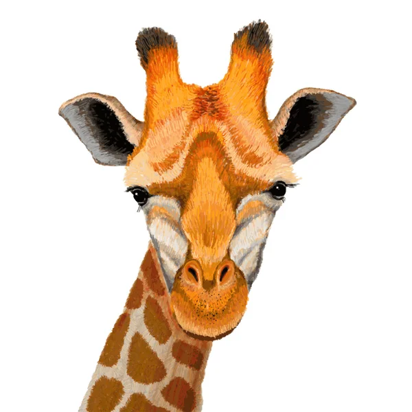 Beautiful adult Giraffe — Stock Vector