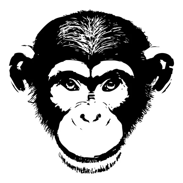 Grunge Bosquejo de chimpancé — Vector de stock