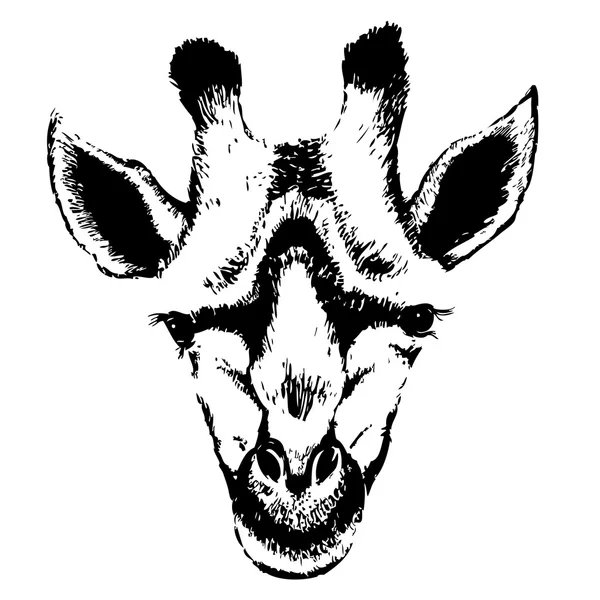 Mooie volwassen Giraffe — Stockvector