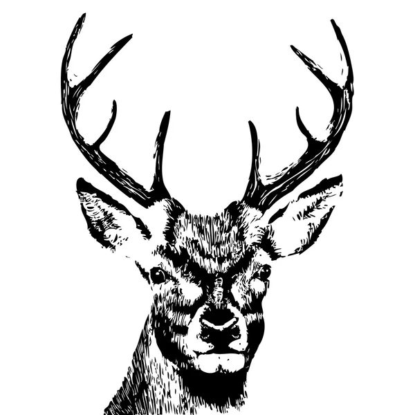 Hand drawn Deer head — Stock Vector