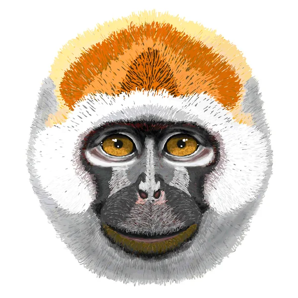 Grunge Sketch of chimpanzee — Stock Vector
