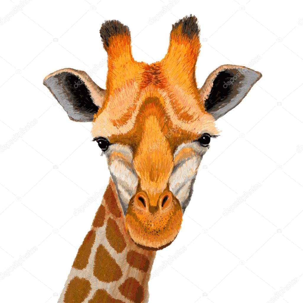 Beautiful adult Giraffe