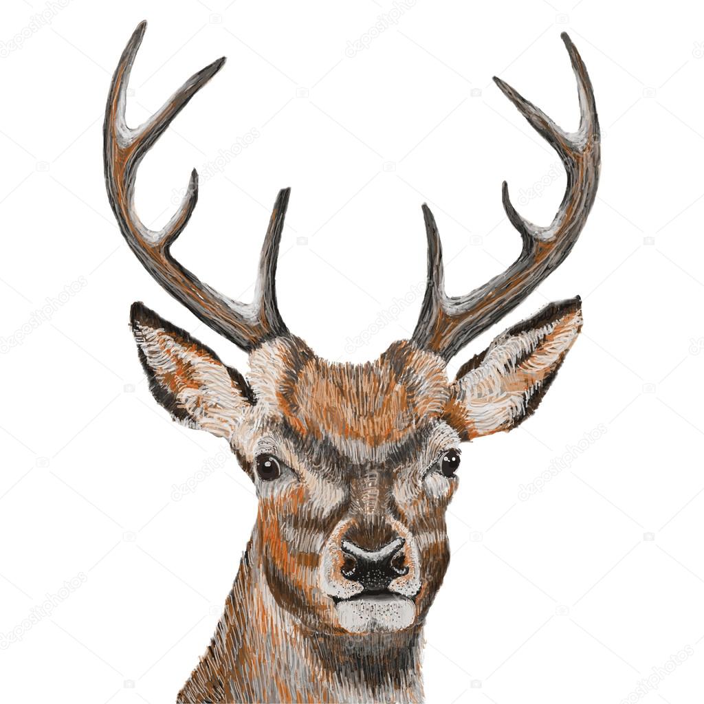 Hand drawn Deer head