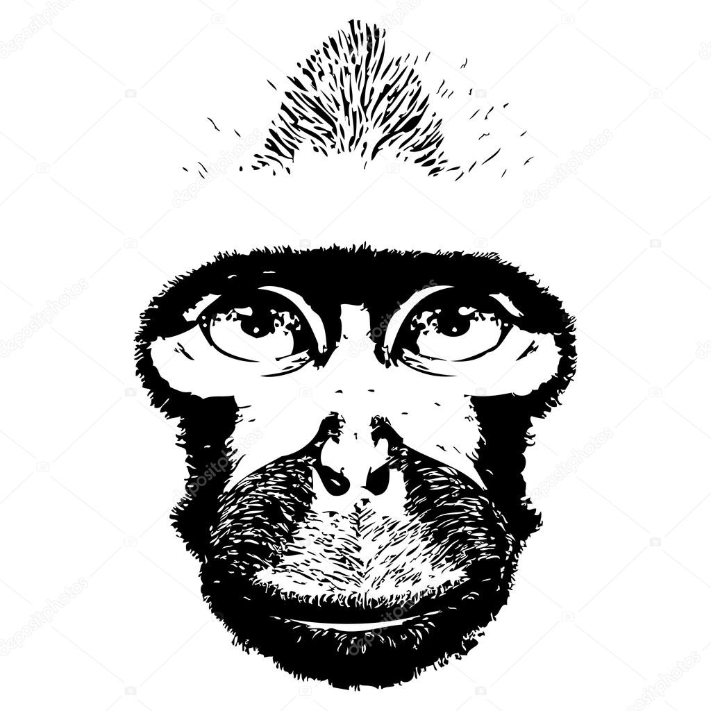 Grunge Sketch of chimpanzee