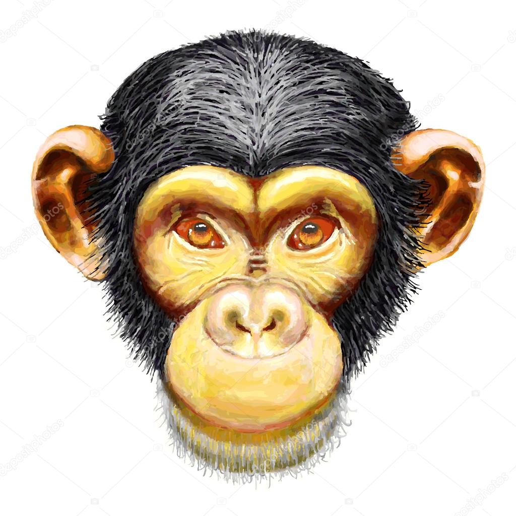 Grunge Sketch of chimpanzee