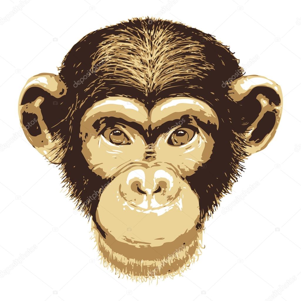 Vector image of monkey