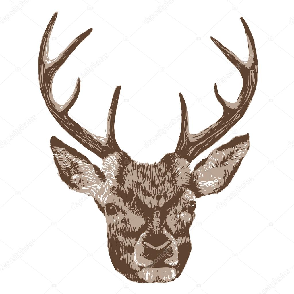 Deer head isolated