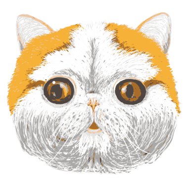 İngiliz kısa saç kedi vektör portresi.