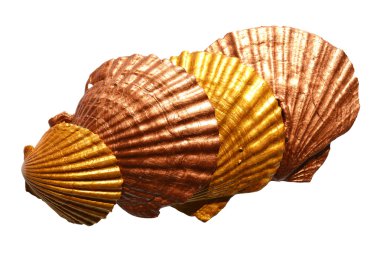 İzole altın deniz kabukları