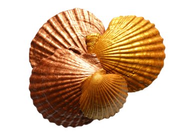 İzole altın deniz kabukları