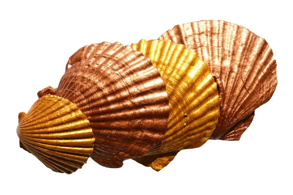 İzole altın deniz kabukları