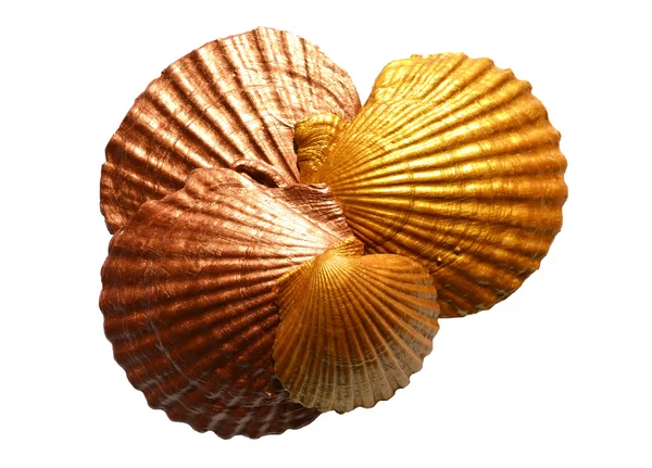 İzole altın deniz kabukları