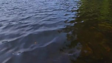 Yüzen rıhtımdan ya da tekne iskelesinden kulübe alanı manzarası. Yaz mevsimi köy manzarası orman ve göl suyuyla çevrili. Hastings Highlands, Bancroft, Ontario, Kanada 'daki tekne evi..