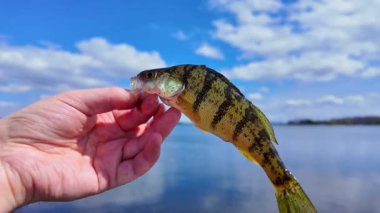 Sarı levrek balığı, manzarayı kapatır. Eğlence olsun diye yaz sporlarında balık avı. Perch göl kıyısından balık avladı. Aile içi su sporları balıkçılığı.