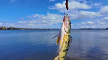Sarı levrek balığı, manzarayı kapatır. Eğlence olsun diye yaz sporlarında balık avı. Perch göl kıyısından balık avladı. Aile içi su sporları balıkçılığı.