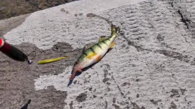 Sarı levrek balığı, manzarayı kapatır. Eğlence olsun diye yaz sporlarında balık avı. Perch göl kıyısından balık avladı. Aile içi su sporları balıkçılığı.